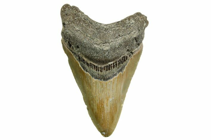 Fossil Megalodon Tooth - North Carolina #374060